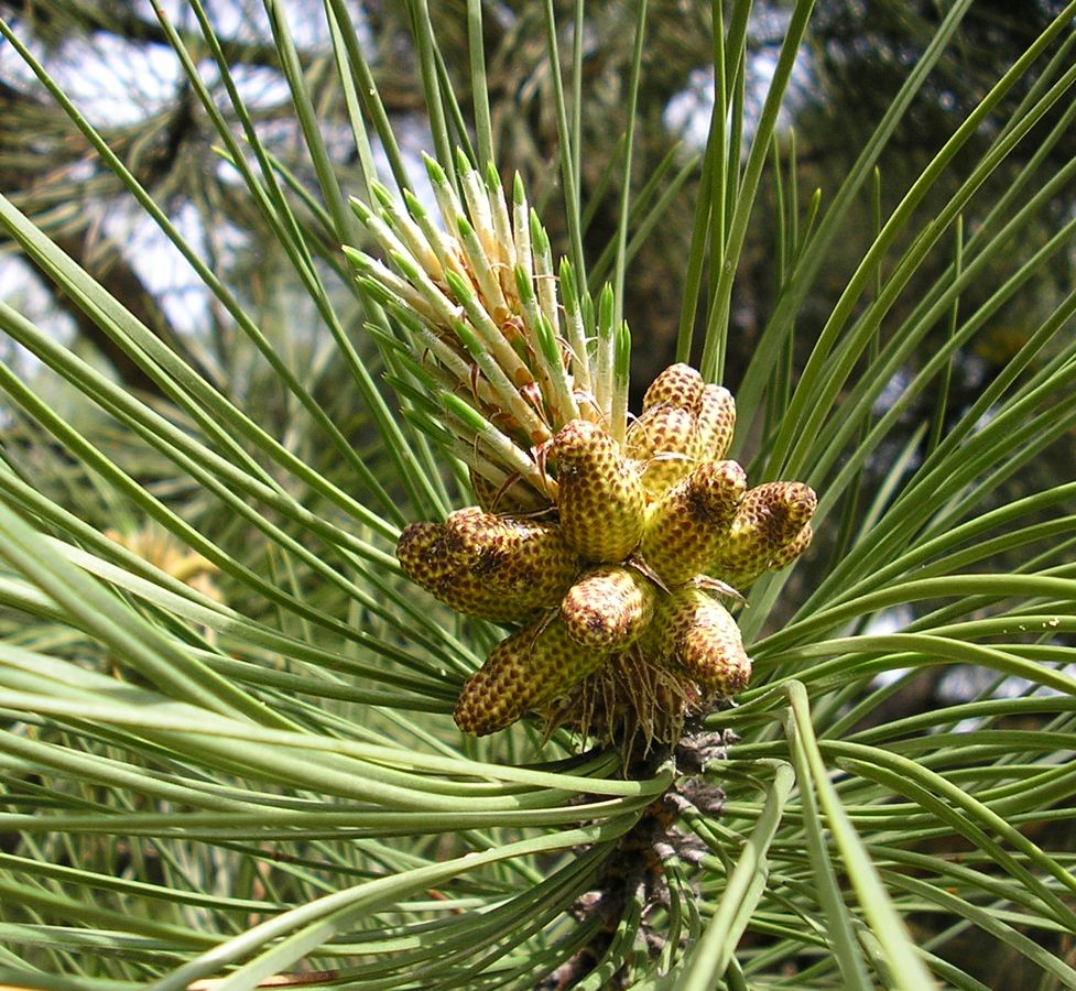 Plant Image